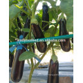 ME19 Xinguan newly 55 days purple-black f1 hybrid eggplant seeds price